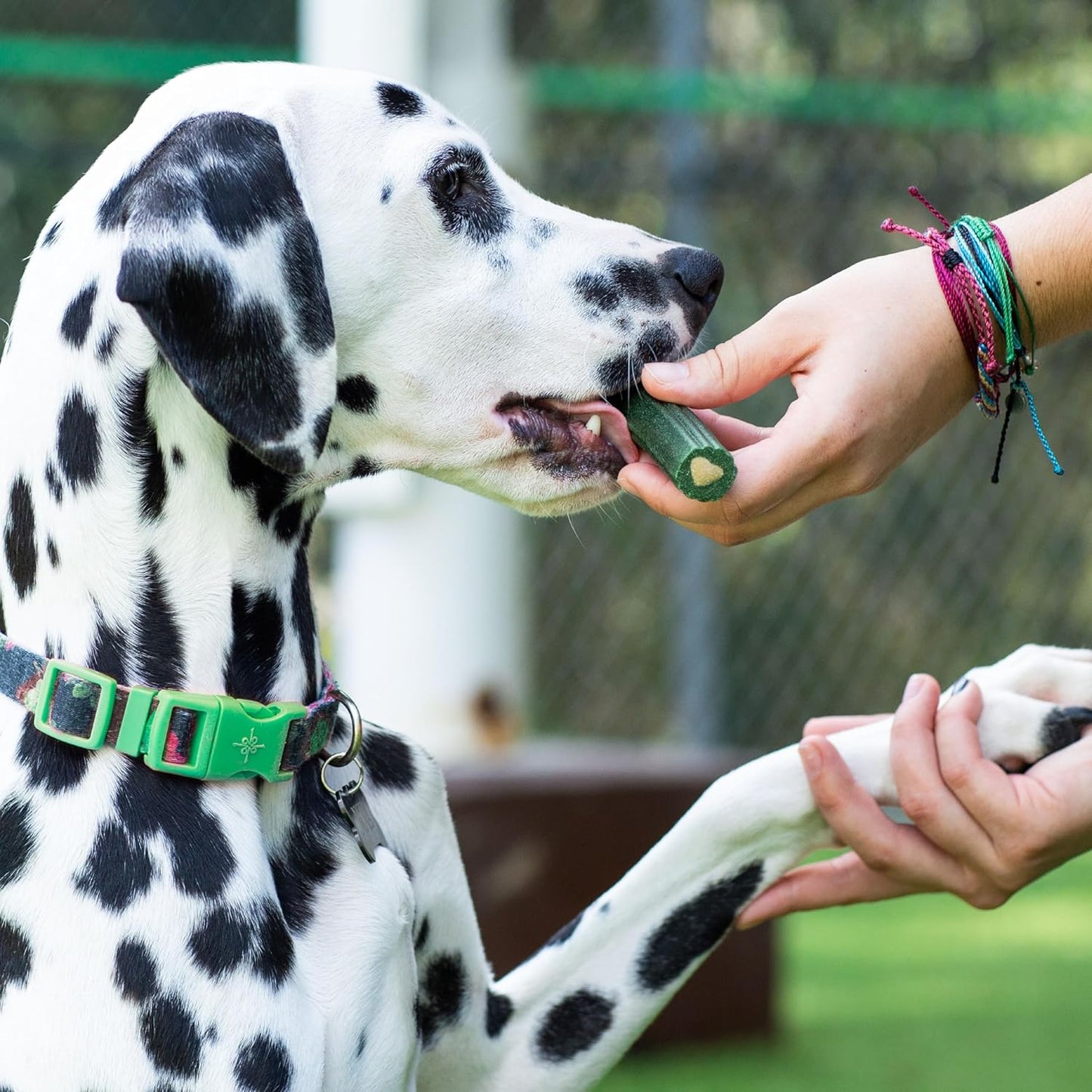 Ark Naturals Brushless Toothpaste – Dog Dental Chews for Large & Small Breeds